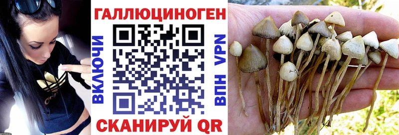 Купить где  Выборг  Псилоцибиновые грибы Psilocybe 